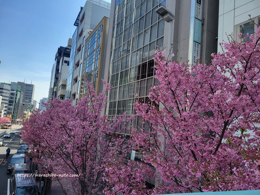 明治通りの陽光桜